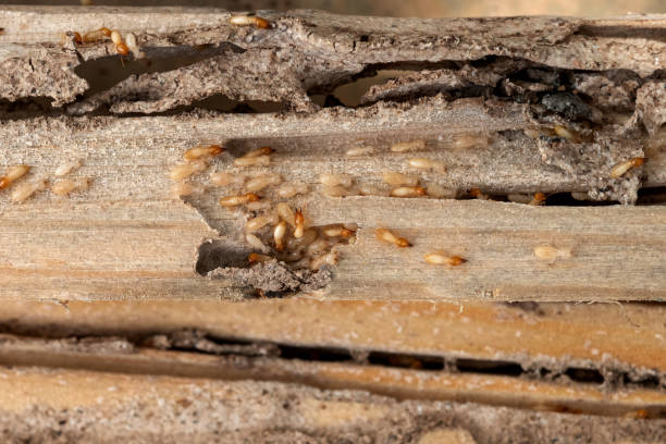 Best Affordable Pest Control Services  in Hickory Hls, IL