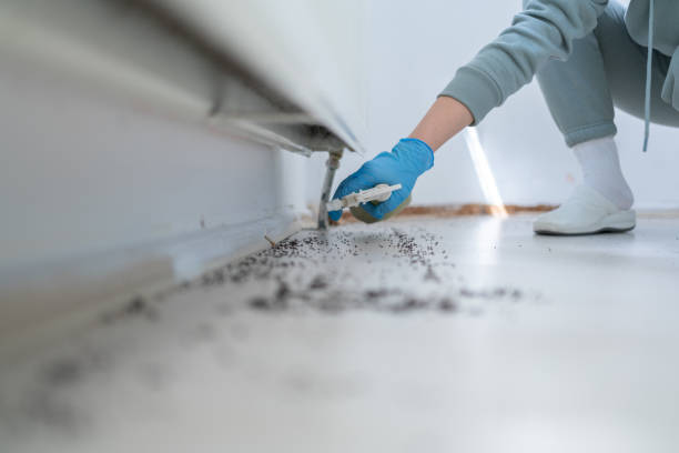Trusted Hickory Hills, IL Pest Control Experts